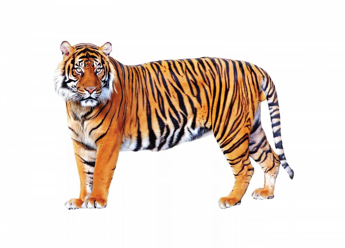 Тигр для детей #24