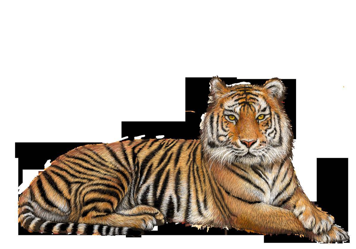 Тигр для детей #28