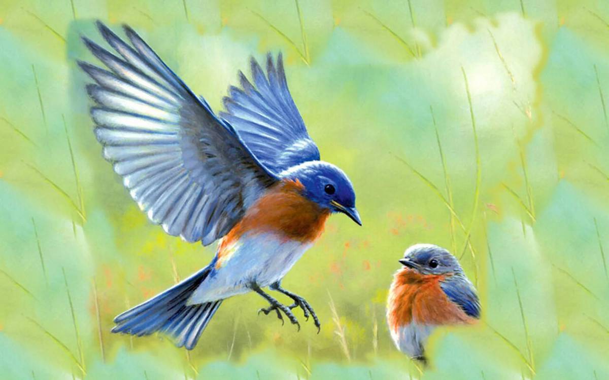 Пташки хср. Птицы картинки. Природа птицы. Красивые птички. Птица рисунок.