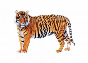 Раскраска тигр для детей #24 #10206