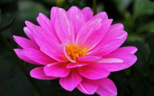 Раскраска цветок #22 #11260