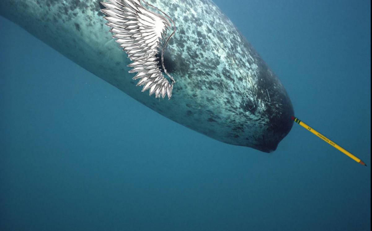 нарвал морской единорог фото википедия