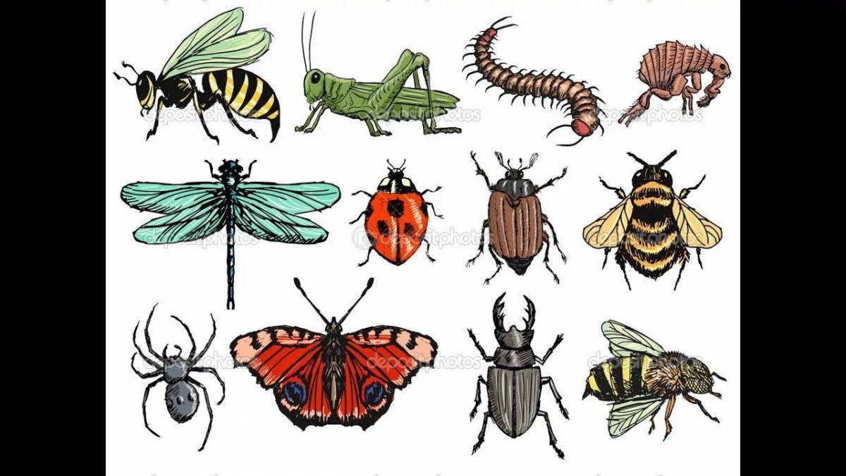 картинки насекомых для детей детского