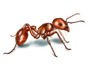 Раскраска муравей для детей #9 #116706