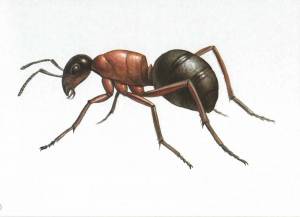 Раскраска муравей для детей #11 #116708