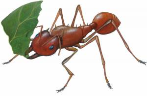 Раскраска муравей для детей #20 #116717