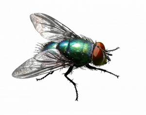 Раскраска муха для детей #1 #116756