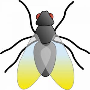 Раскраска муха для детей #4 #116759