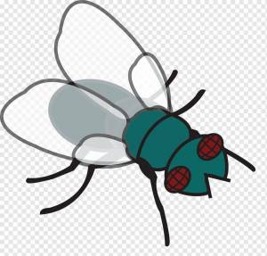 Раскраска муха для детей #15 #116770