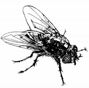 Раскраска муха для детей #26 #116781