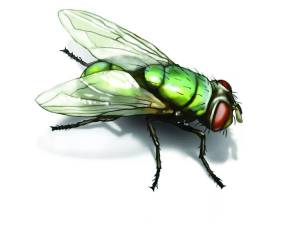 Раскраска муха для детей #29 #116784