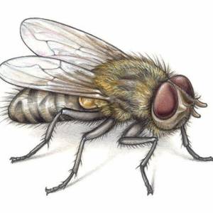 Раскраска муха для детей #30 #116785