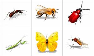 Раскраска насекомые для детей #2 #118939