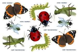 Раскраска насекомые для детей #3 #118940