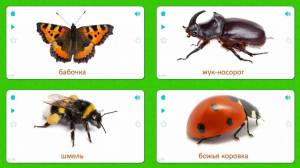 Раскраска насекомые для детей #4 #118941