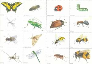 Раскраска насекомые для детей #5 #118942
