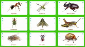 Раскраска насекомые для детей #6 #118943