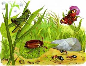 Раскраска насекомые для детей #12 #118949