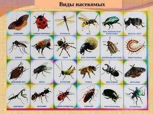 Раскраска насекомые для детей #13 #118950