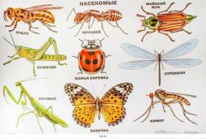 Раскраска насекомые для детей #26 #118963