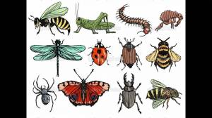 Раскраска насекомые для детей #29 #118966