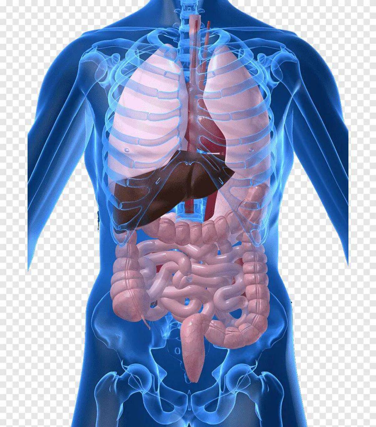 Строение тела органы. Органы человека. Внутренние органы. Тело человека внутренние органы. Строение внутренних органов.