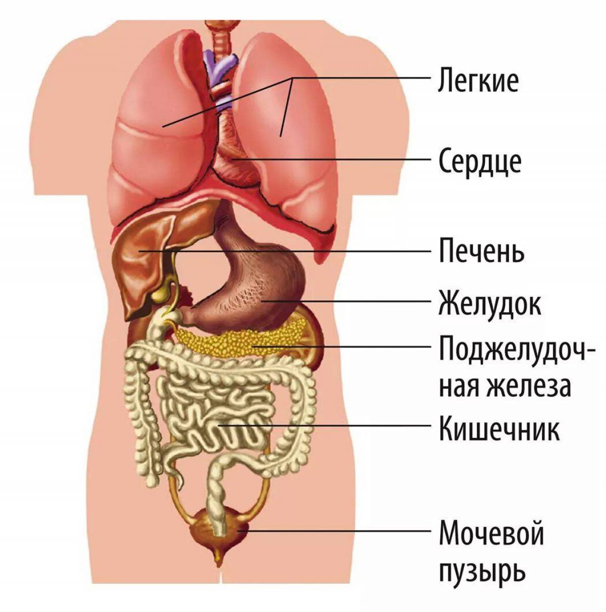 Тело человека рисунок с органами