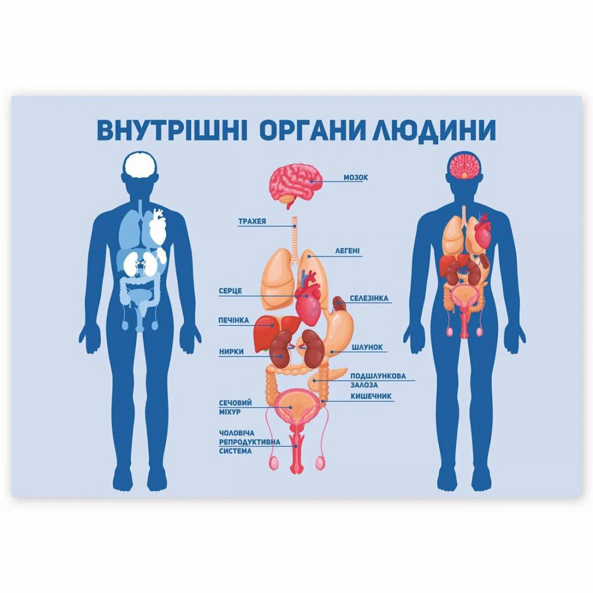 Схема человека с внутренними органами мужчины