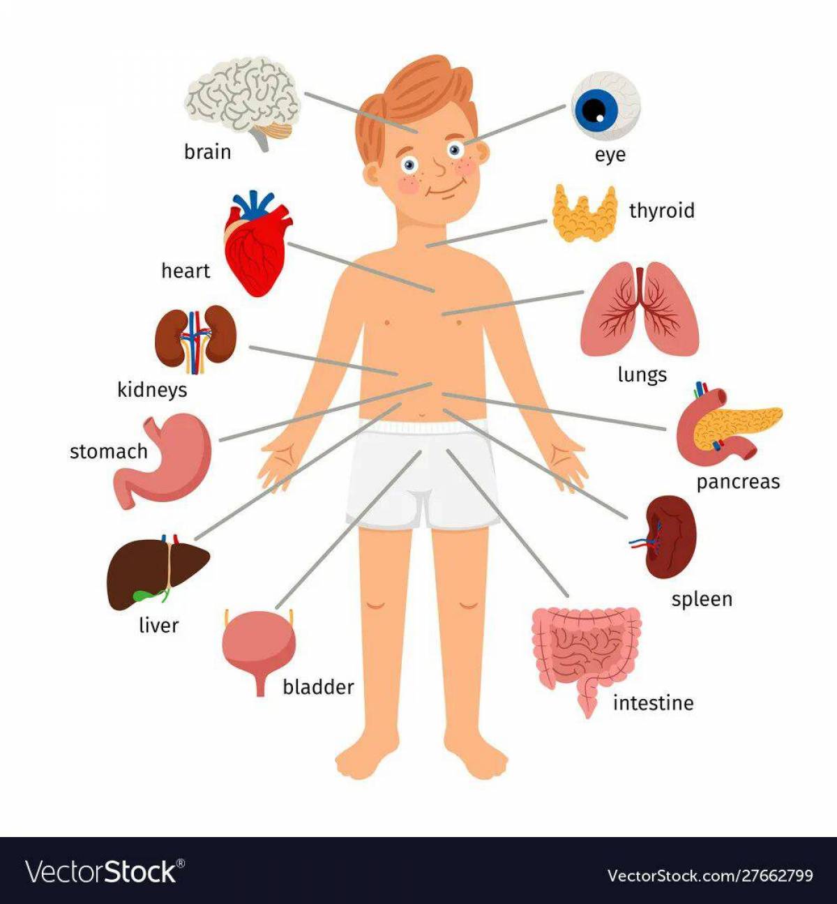 Органы человека детские картинки