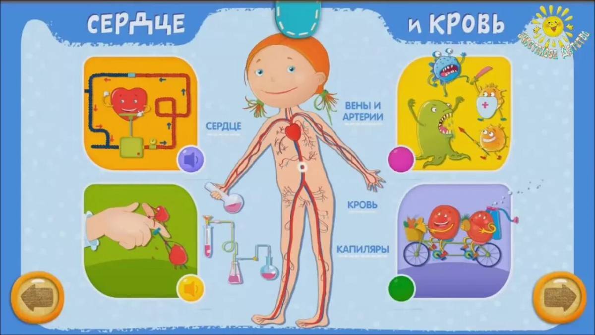 Органы человека для детей в картинках