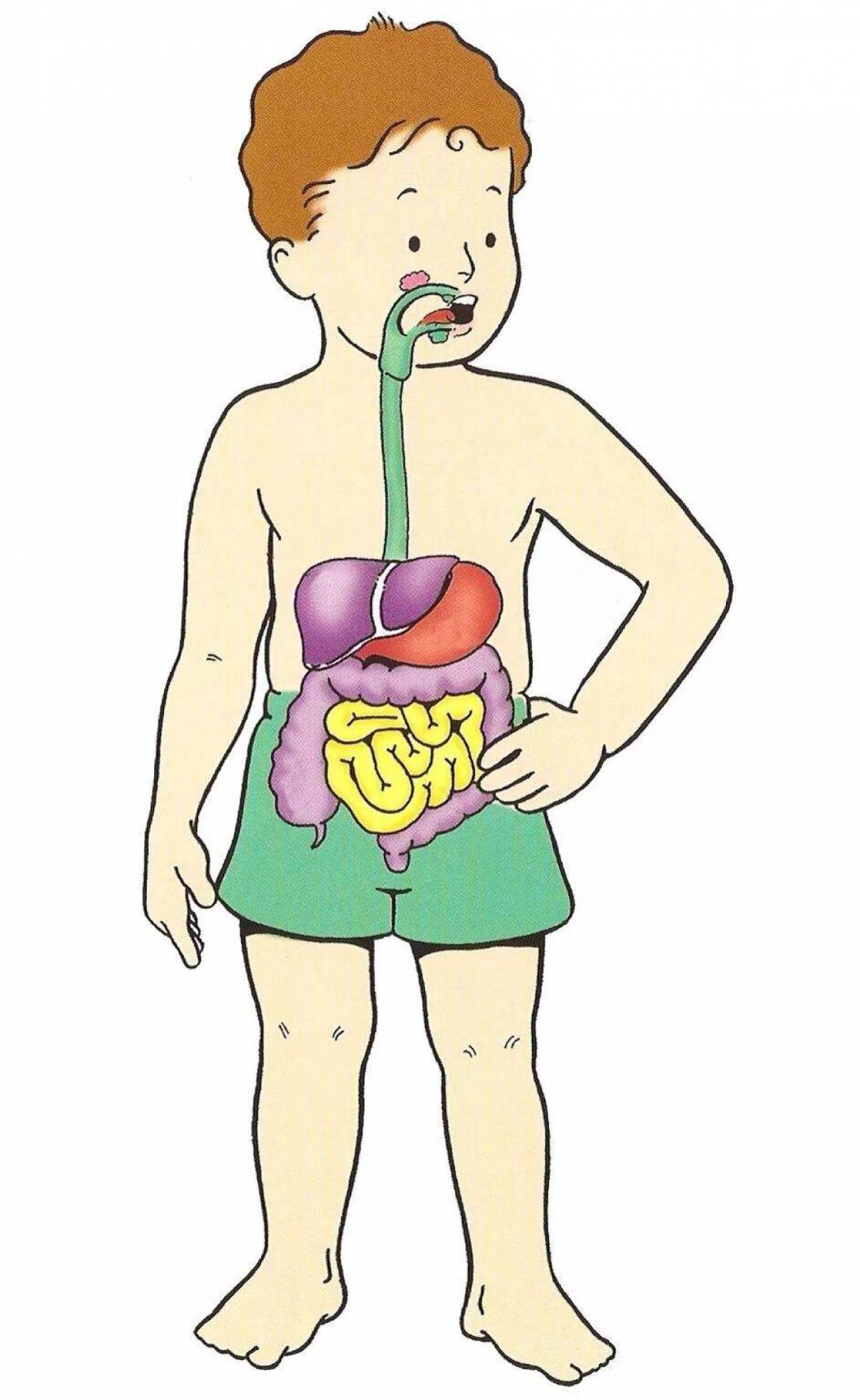 Пищеварительная система человека картинка для детей