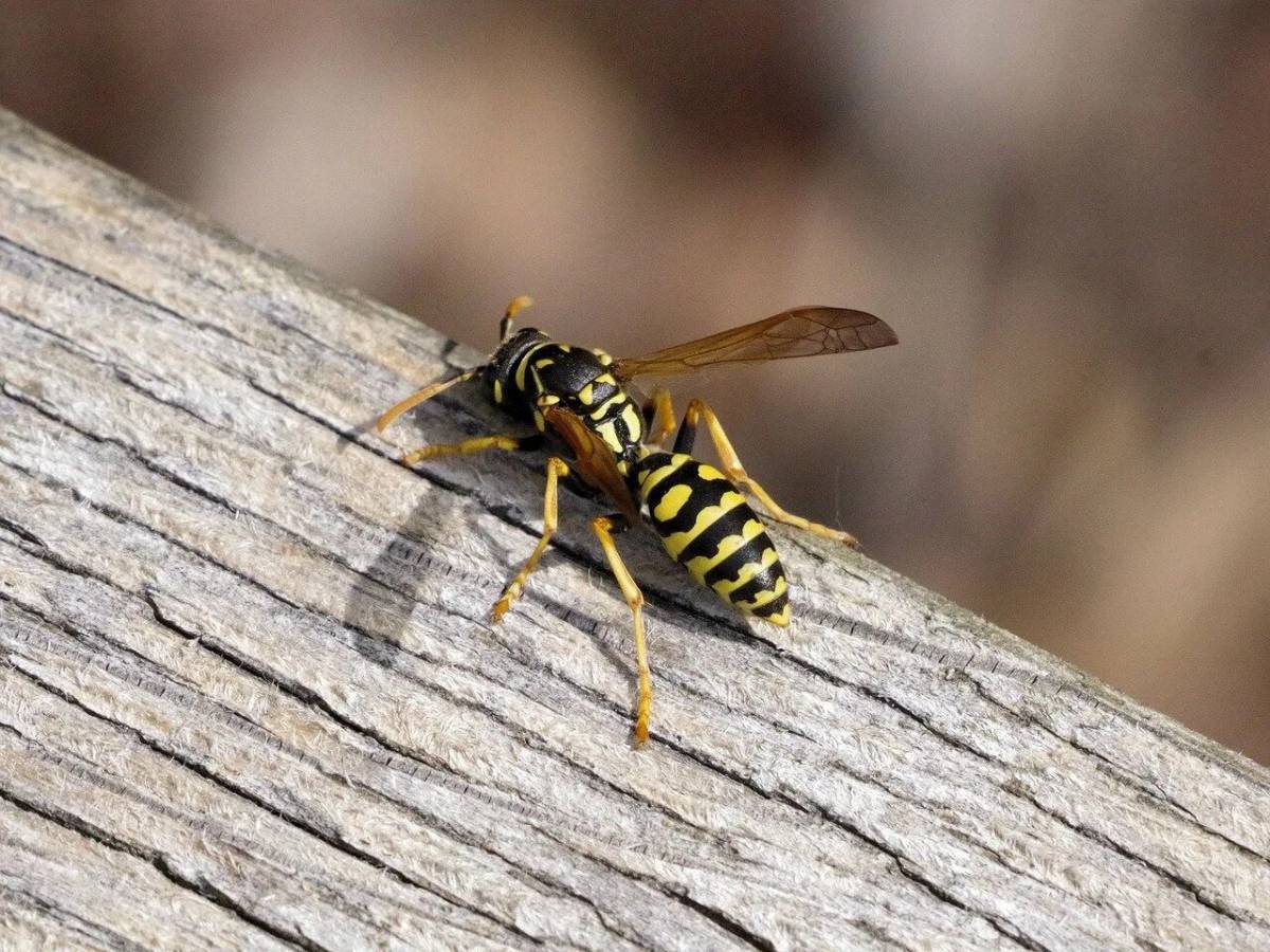 Фотографирую осу. Wasp Оса. Жалящие Перепончатокрылые насекомые. Жалящее перепончатокрылое. Пелопей.