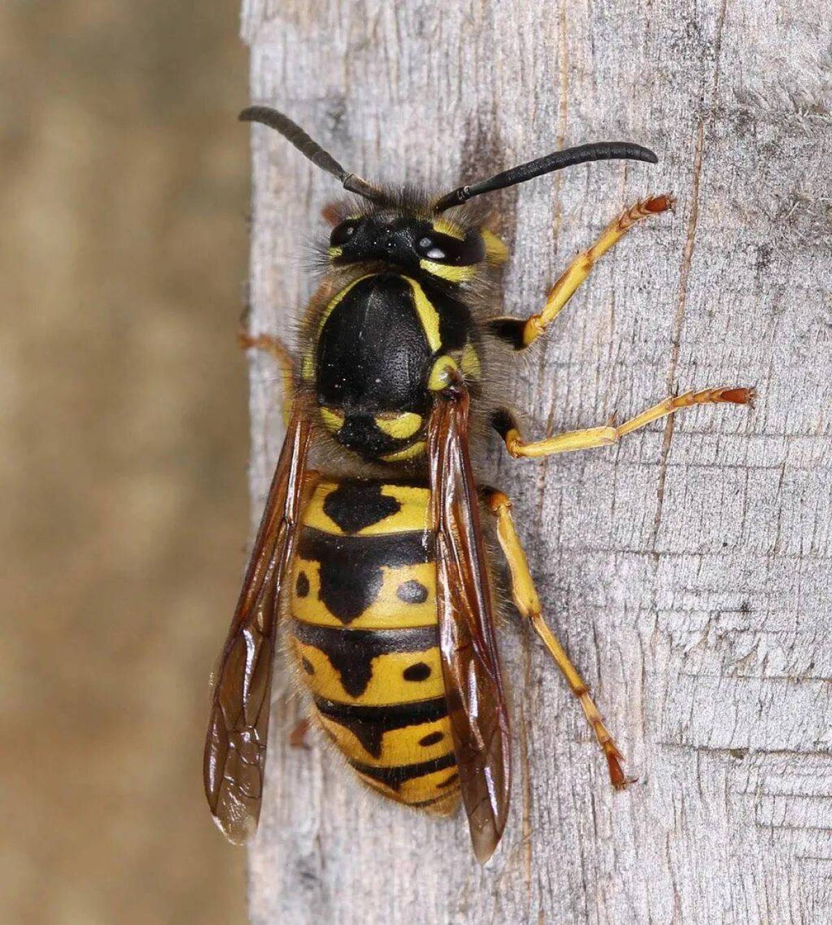 Фотографирую осу. Германская Оса Германская Оса. Оса Германская Vespula Germanica. Лесной Шершень. Германская Оса и Шершень.