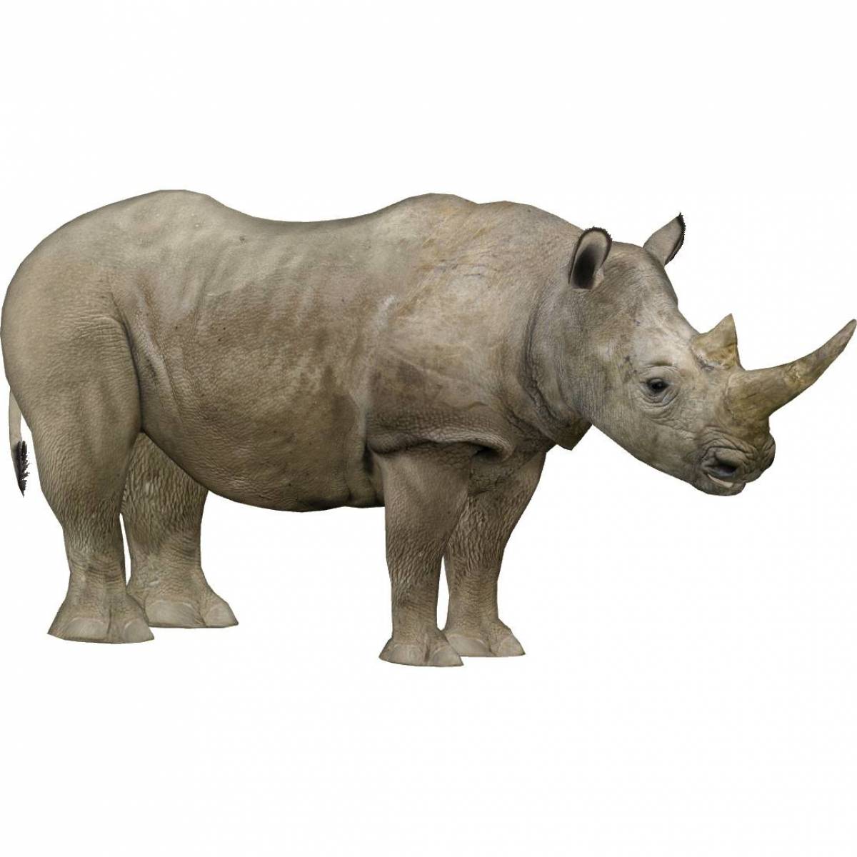 Носорог для детей #5