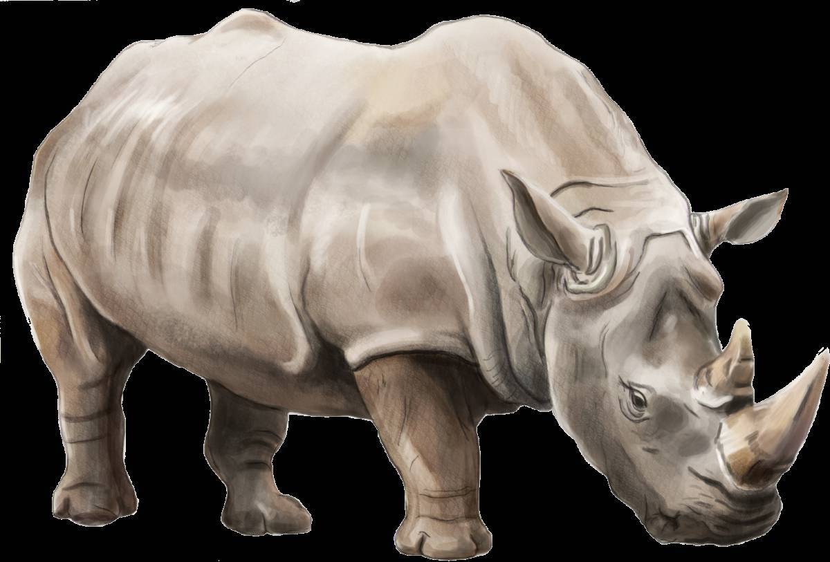Носорог для детей #29