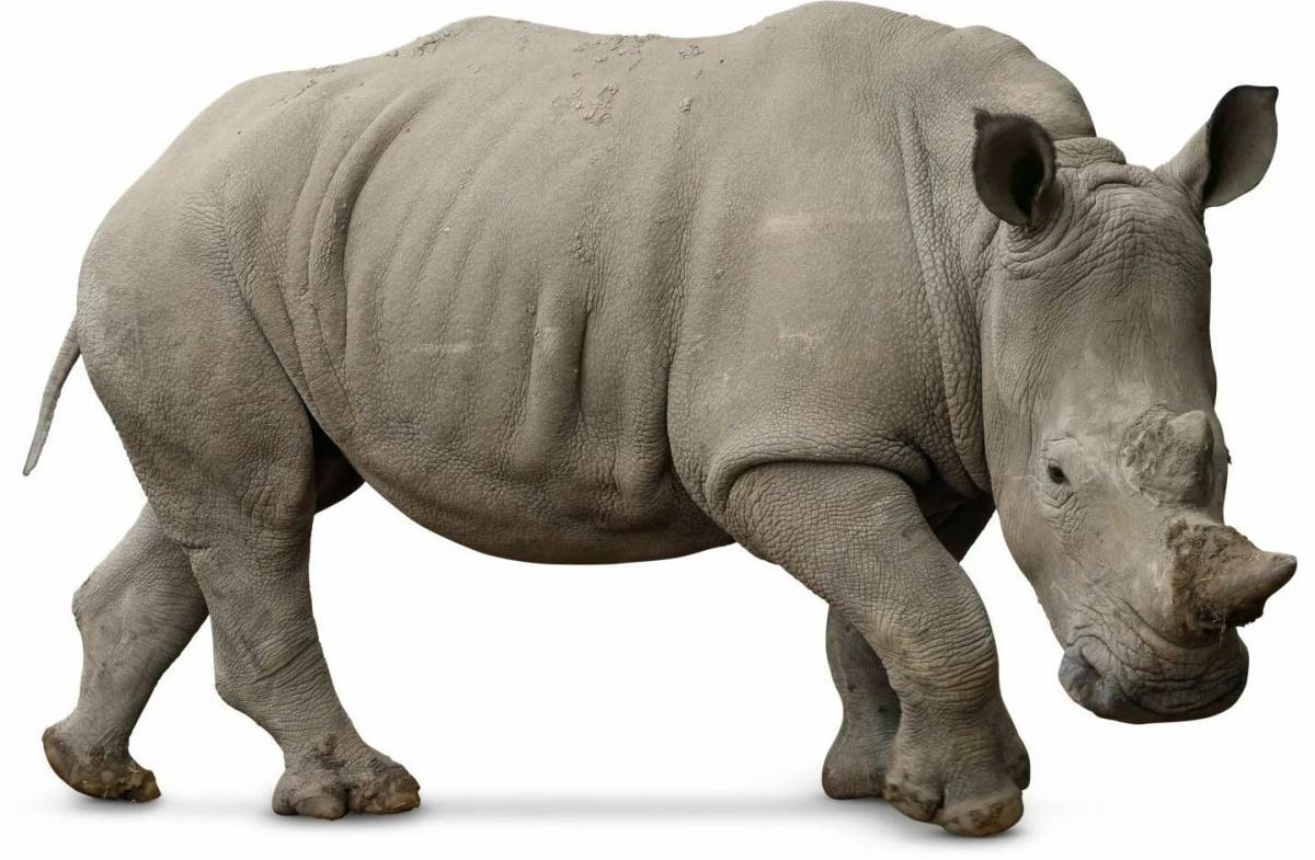 Красочные рисунки носорогов для детей
