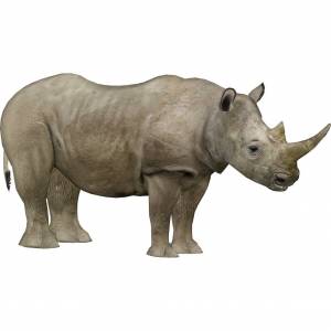 Раскраска носорог для детей #5 #121534