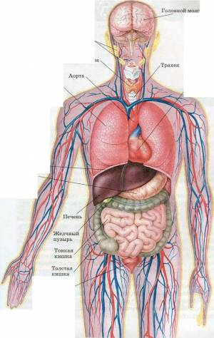 Раскраска органы человека #3 #123571