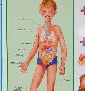 Раскраска органы человека #19 #123587