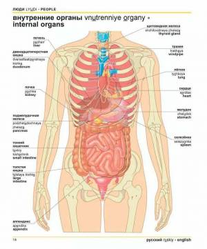 Раскраска органы человека #23 #123591