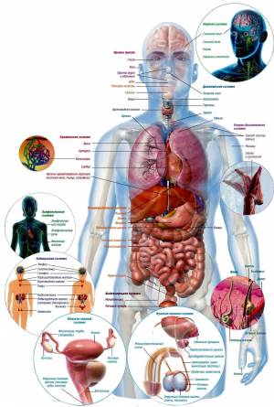 Раскраска органы человека #30 #123598