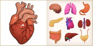 Раскраска органы человека для детей #1 #123603