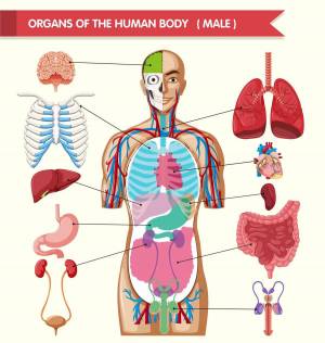 Раскраска органы человека для детей #5 #123607