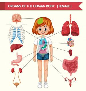 Раскраска органы человека для детей #6 #123608