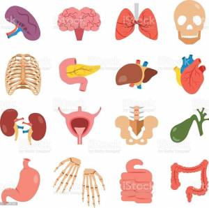 Раскраска органы человека для детей #14 #123616