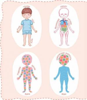 Раскраска органы человека для детей #15 #123617