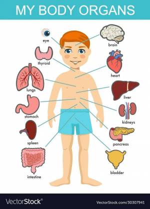Раскраска органы человека для детей #19 #123621
