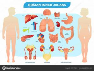 Раскраска органы человека для детей #22 #123624