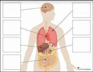 Раскраска органы человека для детей #25 #123627