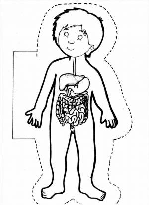Раскраска органы человека для детей #29 #123631